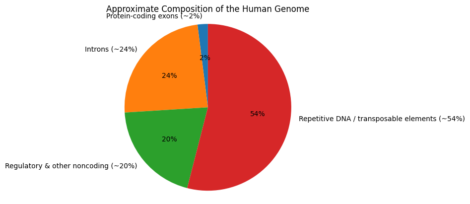 Pie chart of approximate human genome composition: protein-coding exons ~2%, introns ~24%, regulatory and other noncoding ~20%, repetitive DNA and transposable elements ~54%.
