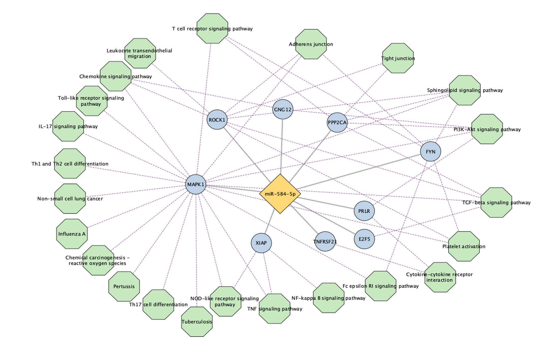 Pathway enrichment analysis showing signaling pathways associated with miR-584-5p and corticosteroid response